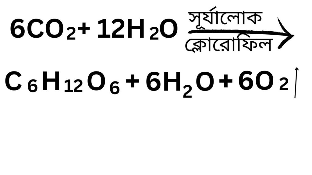 সালোকসংশ্লেষের রাসায়নিক সমীকরণ