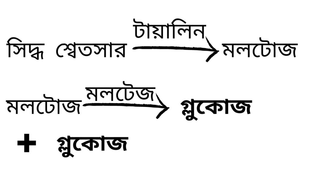 মানবদেহে মুখবিবরে শর্করার পরিপাক