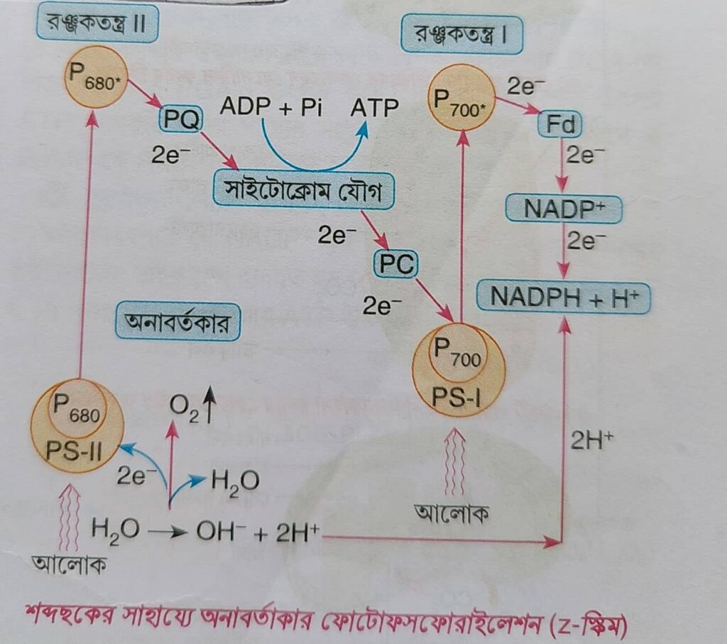 Z স্কিম রেখচিত্র